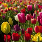 Tulips!